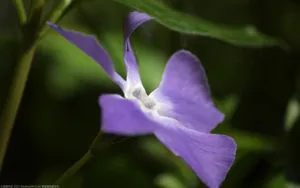 美丽的长春花图片壁纸_5