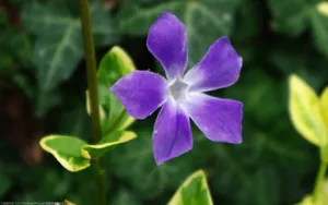 美丽的长春花图片壁纸_6