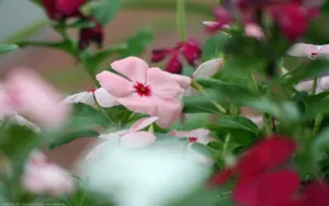 美丽的长春花图片壁纸_9