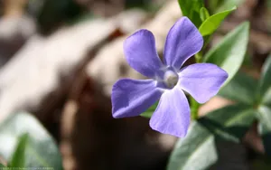 美丽的长春花图片壁纸_11