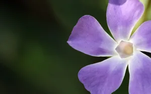 美丽的长春花图片壁纸_14