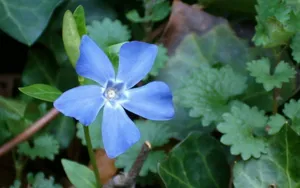 美丽的长春花图片壁纸_18