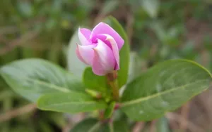 美丽的长春花图片壁纸_21