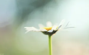 唯美清新花儿桌面壁纸_3