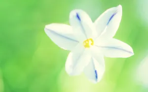 唯美清新花儿桌面壁纸_8