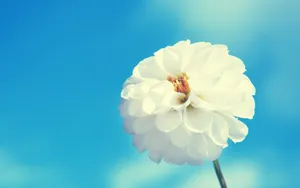 唯美清新花儿桌面壁纸_10