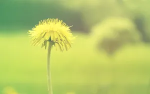唯美清新花儿桌面壁纸_12
