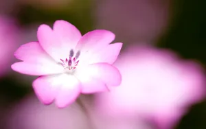 唯美清新花儿桌面壁纸_17