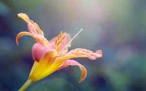 唯美清新花儿桌面壁纸_19
