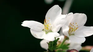 樱花花语_2
