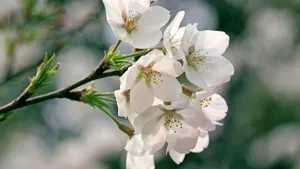 樱花花语_5