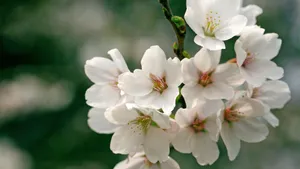 樱花花语_6