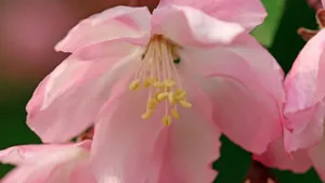 樱花花语_8