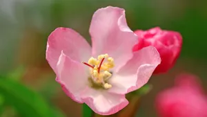 樱花花语_9