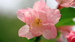 樱花花语_10