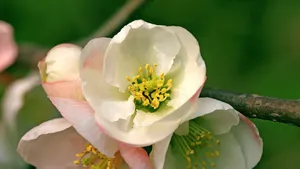 樱花花语_11