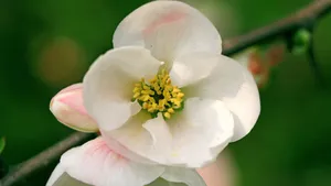 樱花花语_12