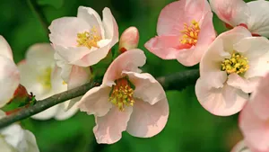 樱花花语_13