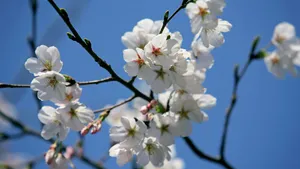 樱花花语_14