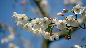 樱花花语_15