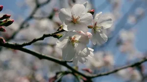 樱花花语_16