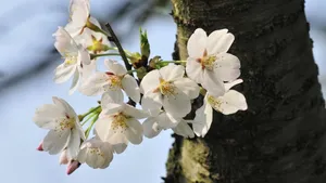 樱花花语_17