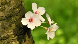 樱花花语_19