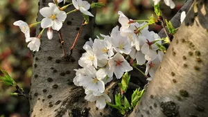 樱花花语_22