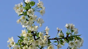 樱花花语_23