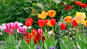 郁金香花语_2