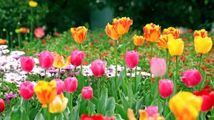 郁金香花语_3
