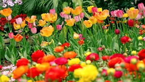 郁金香花语_4