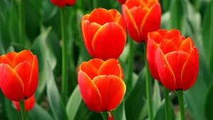 郁金香花语_5
