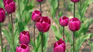 郁金香花语_6