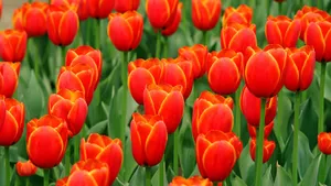 郁金香花语_7