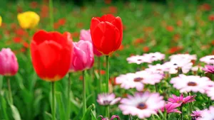 郁金香花语_8