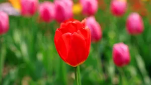 郁金香花语_9