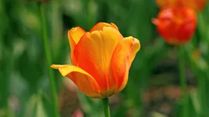 郁金香花语_10