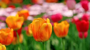 郁金香花语_11