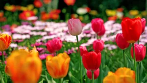 郁金香花语_12