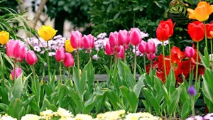 郁金香花语_13