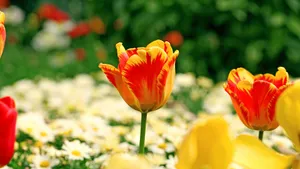 郁金香花语_14