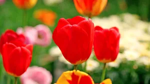 郁金香花语_15