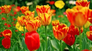 郁金香花语_16