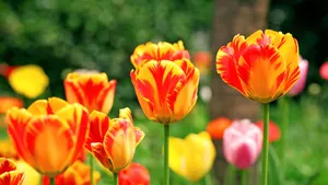 郁金香花语_17