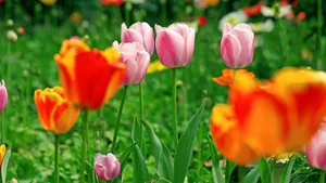 郁金香花语_18