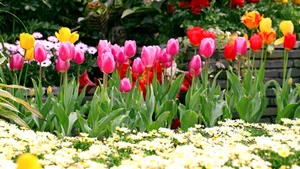 郁金香花语_19
