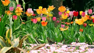 郁金香花语_20