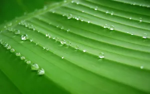 晶莹剔透的水珠壁纸_2