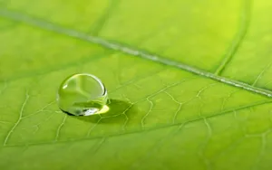 晶莹剔透的水珠壁纸_8